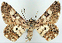 (Cleora forficulata - CCDB-21786-D10)  @11 [ ] CreativeCommons - Attribution (2014) David Pollock Centre for Biodiversity Genomics