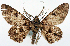  (Cleora injectaria - CCDB-21786-B12)  @11 [ ] CreativeCommons - Attribution (2014) David Pollock Centre for Biodiversity Genomics