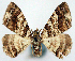  (Myrioblephara lucidata - CCDB-21786-H08)  @11 [ ] CreativeCommons - Attribution (2014) David Pollock Centre for Biodiversity Genomics