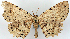  (Ateloptila marmorata - CCDB-21786-F01)  @11 [ ] CreativeCommons - Attribution (2014) David Pollock Centre for Biodiversity Genomics