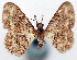  (Myrioblephara minima - CCDB-21786-H09)  @11 [ ] CreativeCommons - Attribution (2014) David Pollock Centre for Biodiversity Genomics