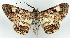  (Cleora monodactyla - CCDB-21786-D11)  @11 [ ] CreativeCommons - Attribution (2014) David Pollock Centre for Biodiversity Genomics
