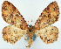  (Alcis papuensis - CCDB-21786-B02)  @11 [ ] CreativeCommons - Attribution (2014) David Pollock Centre for Biodiversity Genomics