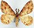  (Alcis papuensis ab. decolor - CCDB-21786-B01)  @11 [ ] CreativeCommons - Attribution (2014) David Pollock Centre for Biodiversity Genomics