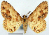  (Alcis papuensis ab. maculata - CCDB-21786-B03)  @11 [ ] CreativeCommons - Attribution (2014) David Pollock Centre for Biodiversity Genomics