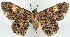  (Cleora perfumosa - CCDB-21786-E03)  @11 [ ] CreativeCommons - Attribution (2014) David Pollock Centre for Biodiversity Genomics