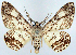  (Cleora purissima - CCDB-21786-E04)  @11 [ ] CreativeCommons - Attribution (2014) David Pollock Centre for Biodiversity Genomics