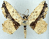  (Polyacme straminea ab. abrupta - CCDB-21786-H12)  @11 [ ] CreativeCommons - Attribution (2014) David Pollock Centre for Biodiversity Genomics