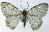  (Eucyclodes iridescens longiuscula - CCDB-21789-D05)  @11 [ ] CreativeCommons - Attribution (2014) David Pollock Centre for Biodiversity Genomics