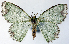  (Eucyclodes iridescens longiuscula - CCDB-21789-D06)  @11 [ ] CreativeCommons - Attribution (2014) David Pollock Centre for Biodiversity Genomics