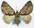  (Otucha adminiculata - CCDB-21790-A11)  @11 [ ] CreativeCommons - Attribution (2014) David Pollock Centre for Biodiversity Genomics