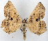 (Polyacme albipuncta ab. multigutta - CCDB-21790-H12)  @11 [ ] CreativeCommons - Attribution (2014) David Pollock Centre for Biodiversity Genomics