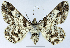  (Cleora illustraria crina - CCDB-21790-C08)  @11 [ ] CreativeCommons - Attribution (2014) David Pollock Centre for Biodiversity Genomics