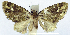  (Tripteridia leucocarpa - CCDB-21790-B10)  @11 [ ] CreativeCommons - Attribution (2014) David Pollock Centre for Biodiversity Genomics