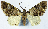  (Eupithecia lissopis - CCDB-21790-A01)  @11 [ ] CreativeCommons - Attribution (2014) David Pollock Centre for Biodiversity Genomics