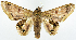  (Thaumatographe variegata - BMNH(E) #817146)  @11 [ ] CreativeCommons - Attribution (2014) David Polluck Centre for Biodiversity Genomics