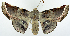  (Oenochroma hieroglyphica - BMNH(E) #817154)  @11 [ ] CreativeCommons - Attribution (2014) David Polluck Centre for Biodiversity Genomics