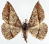  (Encryphia pulverosa - BMNH(E) #817304)  @11 [ ] CreativeCommons - Attribution (2014) David Polluck Centre for Biodiversity Genomics
