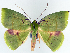  (Oenochlora - BMNH(E) #817310)  @11 [ ] CreativeCommons - Attribution (2014) David Polluck Centre for Biodiversity Genomics