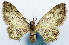  (Ptychotheca pallidivirens - CCDB-11874-B05)  @11 [ ] CreativeCommons - Attribution (2014) David Polluck Centre for Biodiversity Genomics