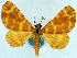  (Pardodes flavimaculata woodlarkensis - CCDB-11874-B09)  @11 [ ] CreativeCommons - Attribution (2014) David Polluck Centre for Biodiversity Genomics