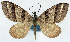  (Propithex tristriata - CCDB-11874-B12)  @11 [ ] CreativeCommons - Attribution (2014) David Polluck Centre for Biodiversity Genomics