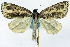  (Paralcidia subvinosa - CCDB-11877_H07)  @11 [ ] CreativeCommons - Attribution (2014) David Polluck Centre for Biodiversity Genomics