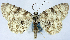  (Dyscheralcis retroflexa - CCDB-11877_H11)  @11 [ ] CreativeCommons - Attribution (2014) David Polluck Centre for Biodiversity Genomics