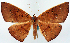  (Eurychoria albicosta - CCDB-11874-G08)  @11 [ ] CreativeCommons - Attribution (2014) David Polluck Centre for Biodiversity Genomics