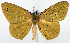  (Heterolocha hypochrysea - CCDB-11874-H05)  @11 [ ] CreativeCommons - Attribution (2014) David Polluck Centre for Biodiversity Genomics