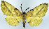 (Omiza miliaria - CCDB-11875-A11)  @11 [ ] CreativeCommons - Attribution (2014) David Polluck Centre for Biodiversity Genomics
