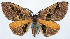  (Celenna imbutaria - CCDB-11875-C10)  @11 [ ] CreativeCommons - Attribution (2014) David Polluck Centre for Biodiversity Genomics
