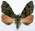  (Achrosis semirubra - CCDB-11875-D03)  @11 [ ] CreativeCommons - Attribution (2014) David Polluck Centre for Biodiversity Genomics