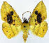  (Cholomiza bimaculata - CCDB-11875-D05)  @11 [ ] CreativeCommons - Attribution (2014) David Polluck Centre for Biodiversity Genomics