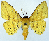  (Cholomiza tanypus - CCDB-11875-D08)  @11 [ ] CreativeCommons - Attribution (2014) David Polluck Centre for Biodiversity Genomics