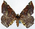  (Garaeus papuensis - CCDB-11875-D12)  @11 [ ] CreativeCommons - Attribution (2014) David Polluck Centre for Biodiversity Genomics
