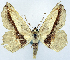  (Polyacme vagilinea ab. perstrigata - CCDB-11875-E05)  @11 [ ] CreativeCommons - Attribution (2014) David Polluck Centre for Biodiversity Genomics