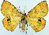  (Hyperythra lysima - CCDB-11875-F08)  @11 [ ] CreativeCommons - Attribution (2014) David Polluck Centre for Biodiversity Genomics