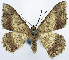  (Luxiaria inferna - CCDB-11875-G03)  @11 [ ] CreativeCommons - Attribution (2014) David Polluck Centre for Biodiversity Genomics