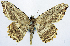  (Luxiaria subnubila - CCDB-11875-G04)  @11 [ ] CreativeCommons - Attribution (2014) David Polluck Centre for Biodiversity Genomics