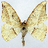  (Eutoea heteromorpha - CCDB-11875-H03)  @11 [ ] CreativeCommons - Attribution (2014) David Polluck Centre for Biodiversity Genomics