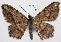  (Chiasmia papuensis - CCDB-11875-H11)  @11 [ ] CreativeCommons - Attribution (2014) David Polluck Centre for Biodiversity Genomics