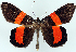  (Chiasmia goldiei - CCDB-16669_A09)  @11 [ ] CreativeCommons - Attribution (2014) David Polluck Centre for Biodiversity Genomics