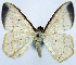  (Plectoneura albida - CCDB-16669_C06)  @11 [ ] CreativeCommons - Attribution (2014) David Polluck Centre for Biodiversity Genomics