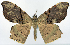  (Orthotmeta foliacea - CCDB-16669_C10)  @11 [ ] CreativeCommons - Attribution (2014) David Polluck Centre for Biodiversity Genomics
