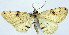  (Monocerotesa phoeba - CCDB-16669_E01)  @11 [ ] CreativeCommons - Attribution (2014) David Polluck Centre for Biodiversity Genomics