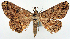  (Cleora repetita ab. suffusa - CCDB-21786-C03_NGS)  @11 [ ] CreativeCommons - Attribution Non-Commercial Share-Alike (2015) David Polluck Smithsonian Institution