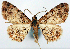  (Myrioblephara - CCDB-11877_A01_NGS)  @15 [ ] CreativeCommons - Attribution Non-Commercial Share-Alike (2015) David Polluck Smithsonian Institution