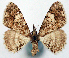  (Myrioblephara pergrisea - CCDB-11877_A09)  @11 [ ] CreativeCommons - Attribution (2014) David Polluck Centre for Biodiversity Genomics