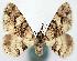  (Myrioblephara subtrita - CCDB-11877_B03)  @11 [ ] CreativeCommons - Attribution (2014) David Polluck Centre for Biodiversity Genomics